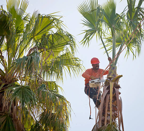 Best Arborist Consultation Services  in Freeland, WA